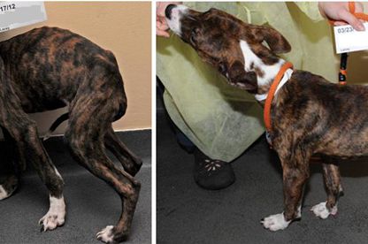 Lacey, before and after receiving treatment